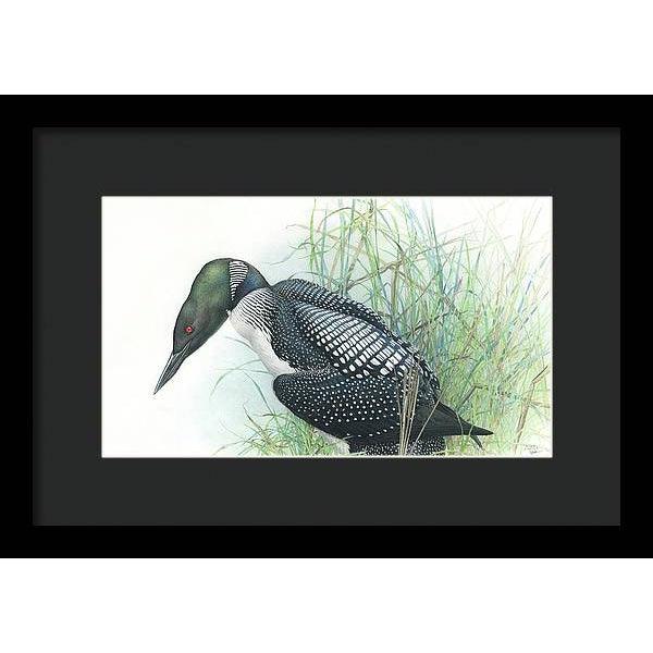 Common Loon Portrait - Framed Print | Artwork by Glen Loates