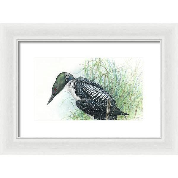 Common Loon Portrait - Framed Print | Artwork by Glen Loates