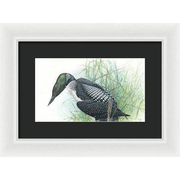 Common Loon Portrait - Framed Print | Artwork by Glen Loates