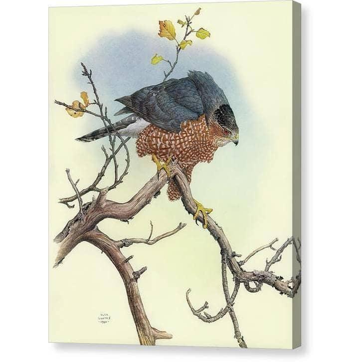 Cooper&#39;s Hawk - Canvas Print | Artwork by Glen Loates