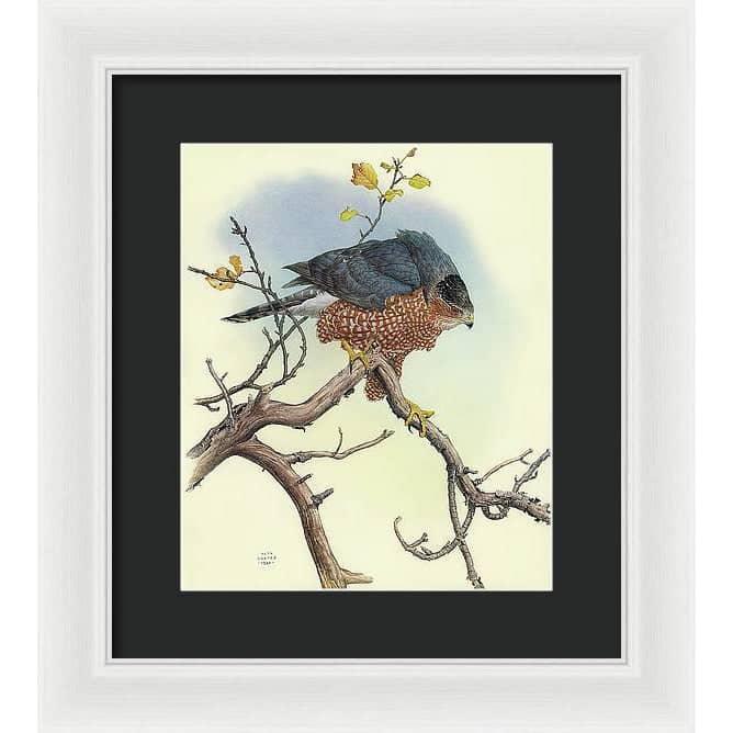 Cooper&#39;s Hawk - Framed Print | Artwork by Glen Loates