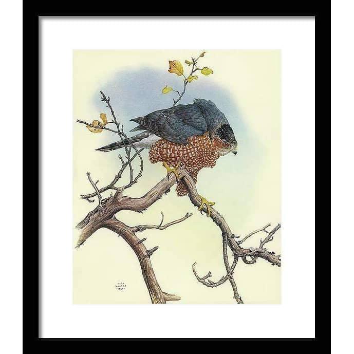 Cooper&#39;s Hawk - Framed Print | Artwork by Glen Loates