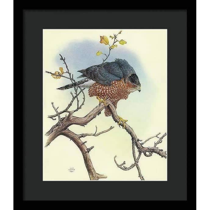 Cooper&#39;s Hawk - Framed Print | Artwork by Glen Loates