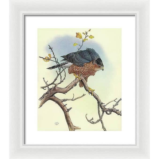 Cooper&#39;s Hawk - Framed Print | Artwork by Glen Loates