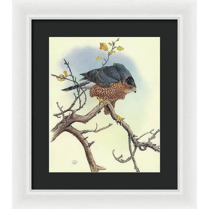 Cooper&#39;s Hawk - Framed Print | Artwork by Glen Loates