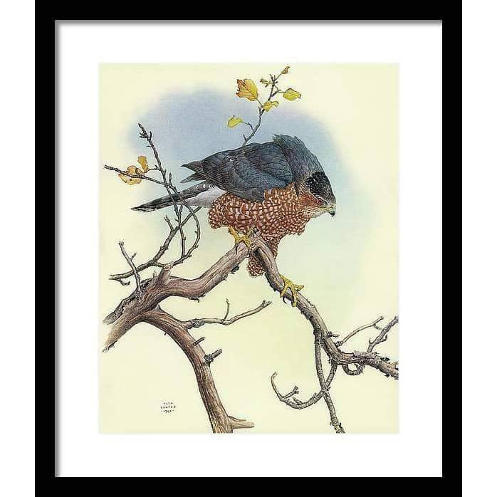 Cooper&#39;s Hawk - Framed Print | Artwork by Glen Loates