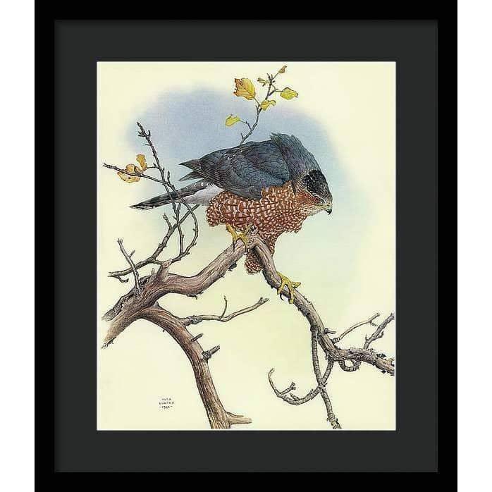 Cooper&#39;s Hawk - Framed Print | Artwork by Glen Loates