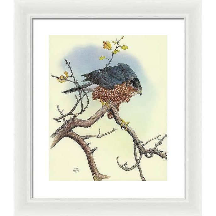 Cooper&#39;s Hawk - Framed Print | Artwork by Glen Loates