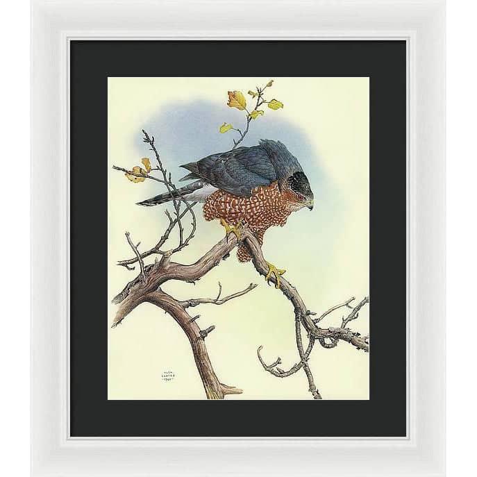 Cooper&#39;s Hawk - Framed Print | Artwork by Glen Loates