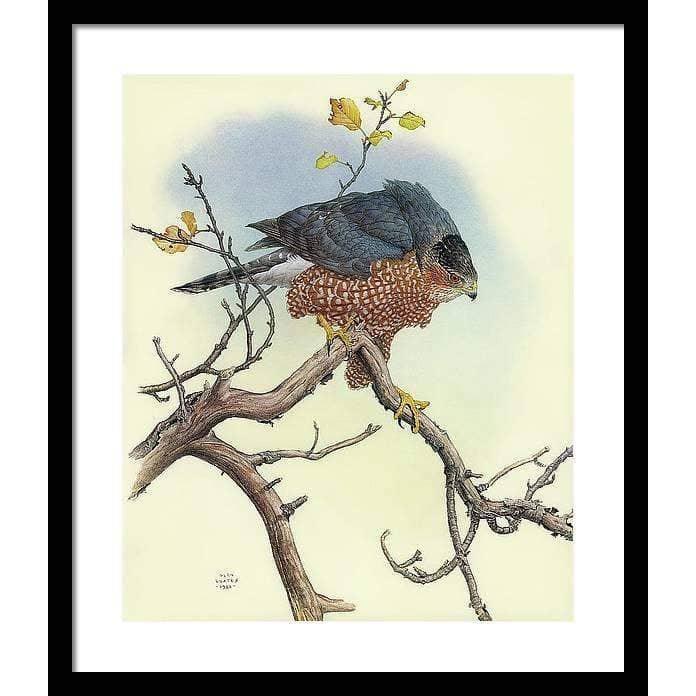 Cooper&#39;s Hawk - Framed Print | Artwork by Glen Loates