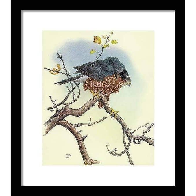 Cooper&#39;s Hawk - Framed Print | Artwork by Glen Loates