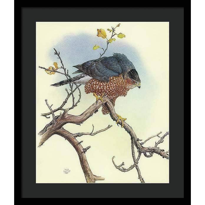 Cooper&#39;s Hawk - Framed Print | Artwork by Glen Loates