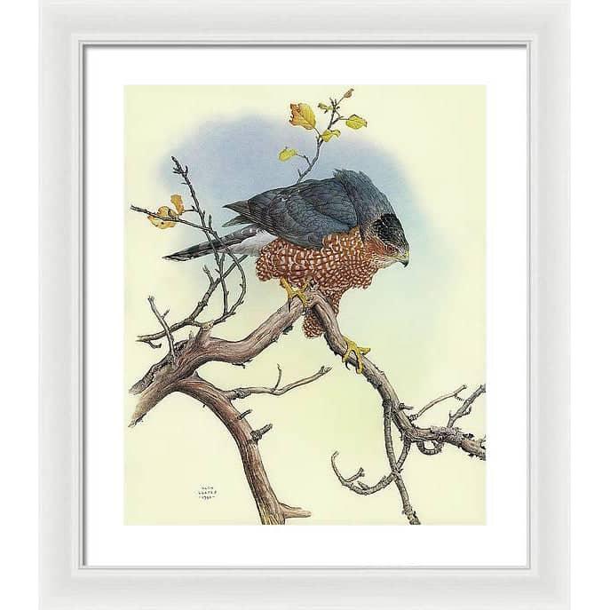 Cooper&#39;s Hawk - Framed Print | Artwork by Glen Loates