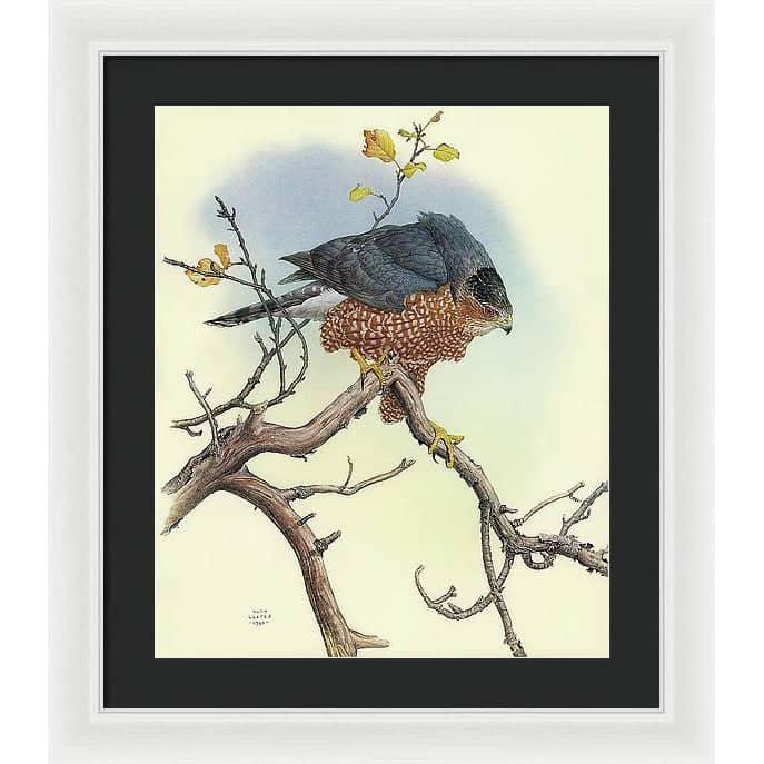 Cooper&#39;s Hawk - Framed Print | Artwork by Glen Loates