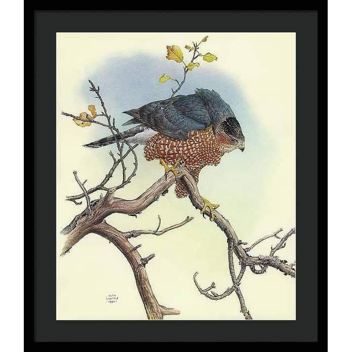 Cooper&#39;s Hawk - Framed Print | Artwork by Glen Loates