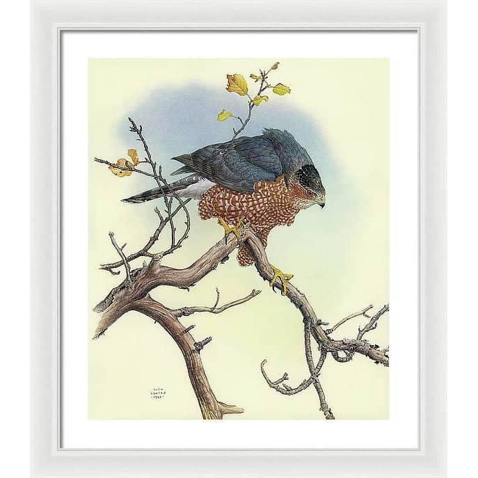 Cooper&#39;s Hawk - Framed Print | Artwork by Glen Loates