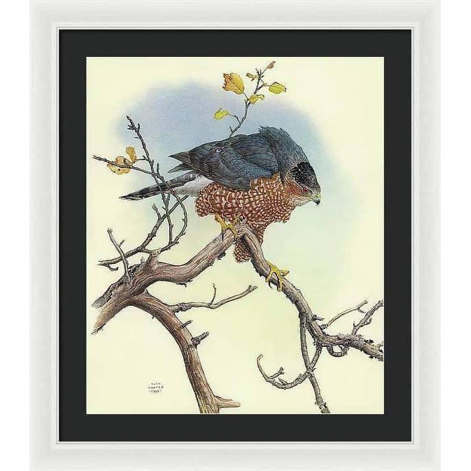 Cooper&#39;s Hawk - Framed Print | Artwork by Glen Loates