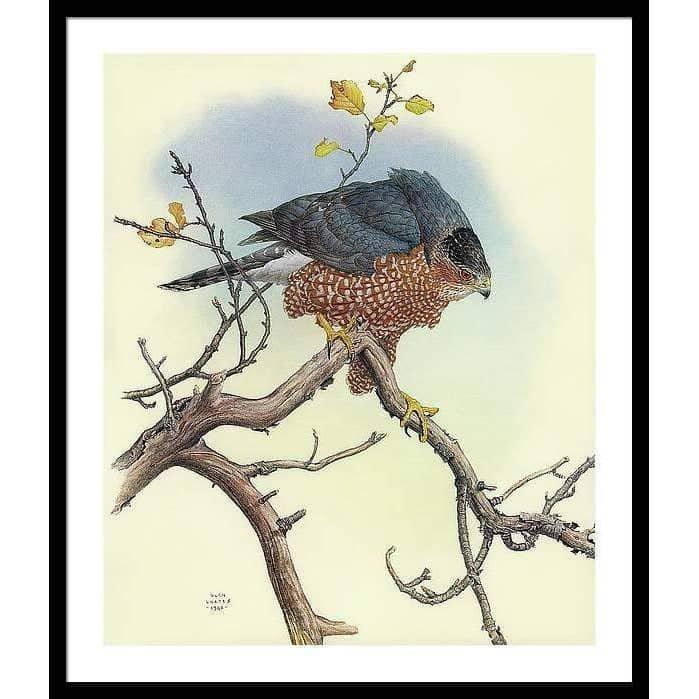 Cooper&#39;s Hawk - Framed Print | Artwork by Glen Loates