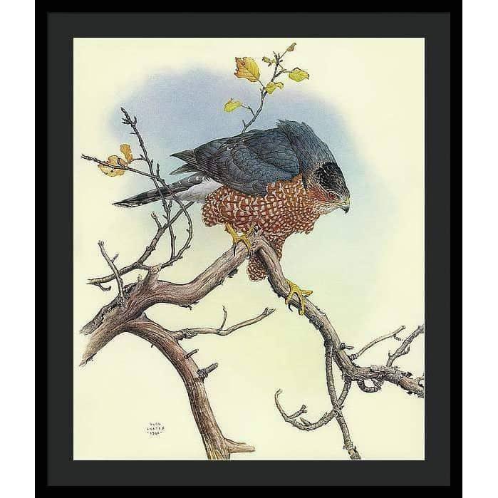 Cooper&#39;s Hawk - Framed Print | Artwork by Glen Loates