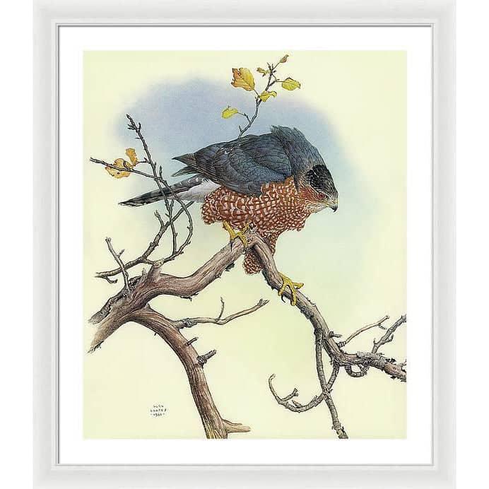Cooper&#39;s Hawk - Framed Print | Artwork by Glen Loates