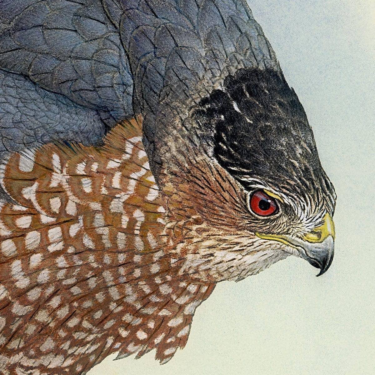 Cooper&#39;s Hawk - Framed Print | Artwork by Glen Loates