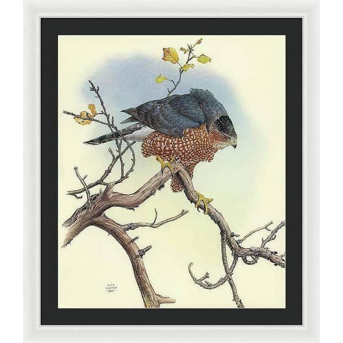 Cooper&#39;s Hawk - Framed Print | Artwork by Glen Loates