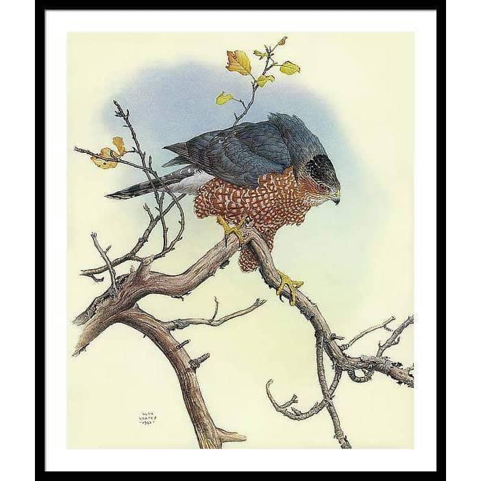 Cooper&#39;s Hawk - Framed Print | Artwork by Glen Loates