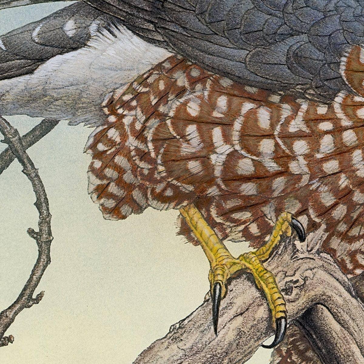 Cooper&#39;s Hawk - Framed Print | Artwork by Glen Loates