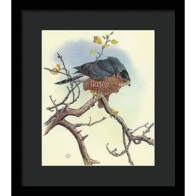 Cooper&#39;s Hawk - Framed Print | Artwork by Glen Loates