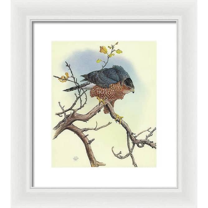 Cooper&#39;s Hawk - Framed Print | Artwork by Glen Loates