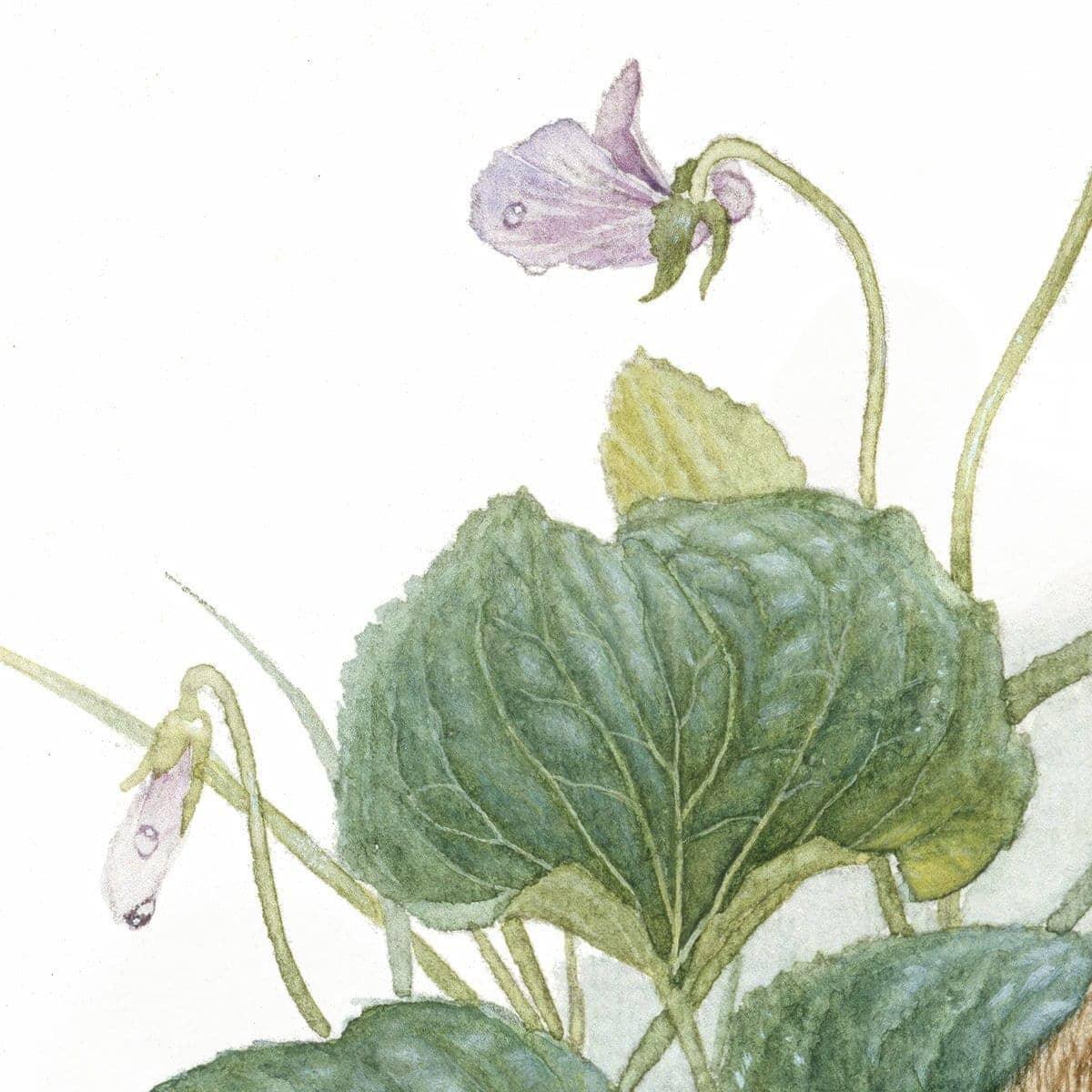 Cottontail Bunny with Violet - Art Print | Artwork by Glen Loates