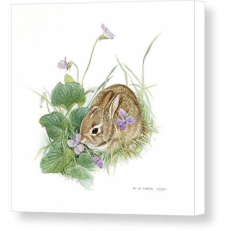 Cottontail Bunny with Violet- Canvas Print | Artwork by Glen Loates