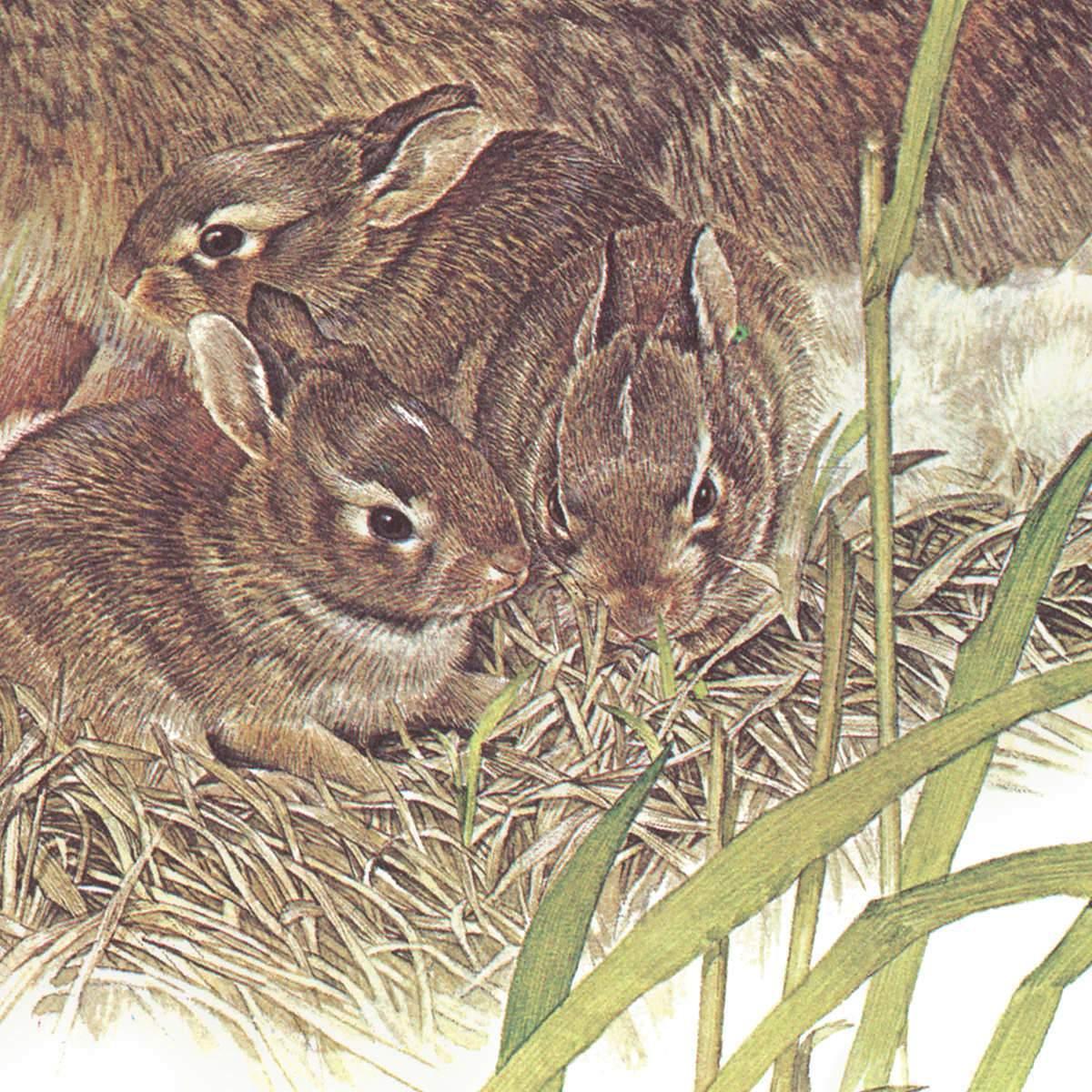 Cottontail Rabbit - Canvas Print | Artwork by Glen Loates