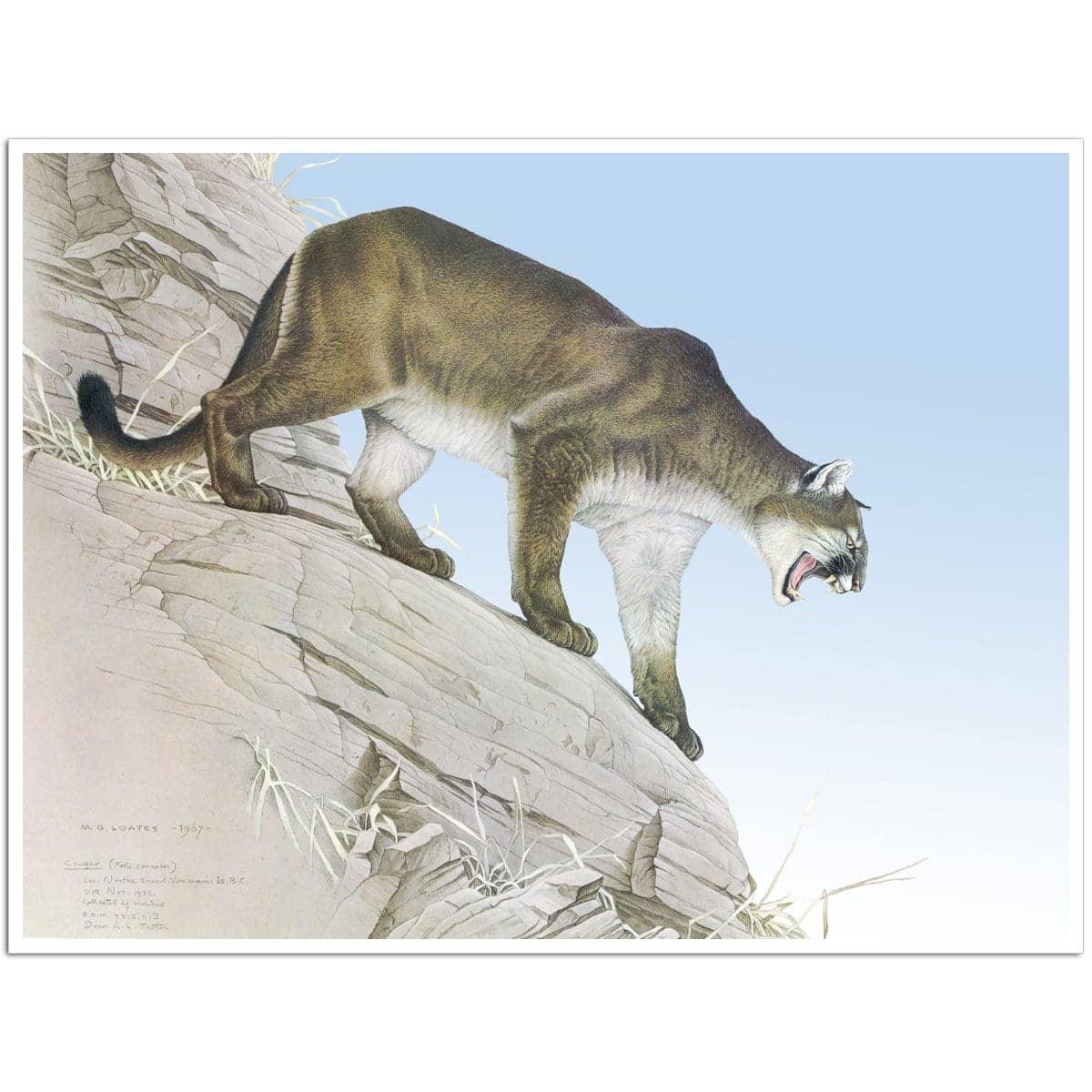 Cougar - Art Print | Artwork by Glen Loates