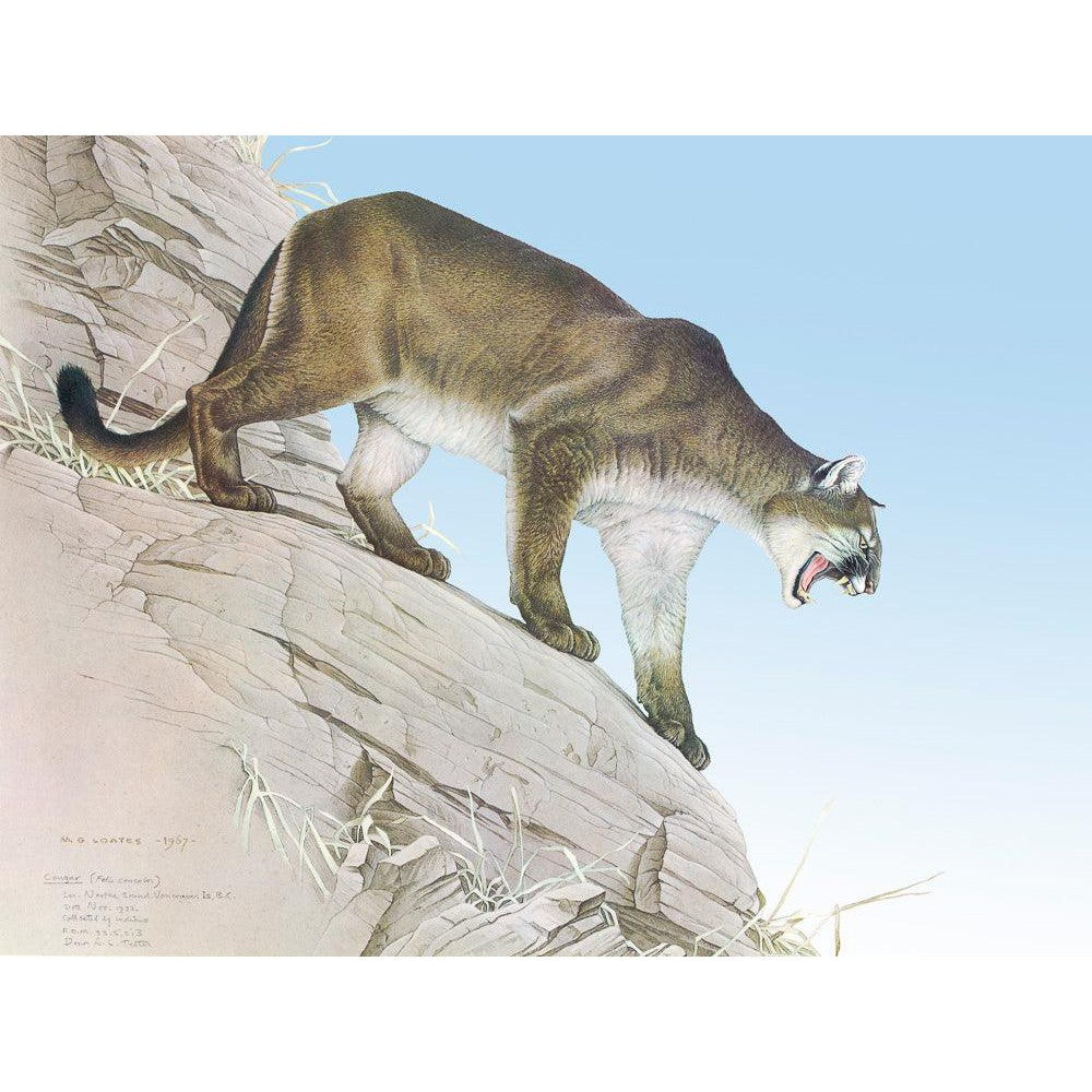 Cougar - Art Print | Artwork by Glen Loates