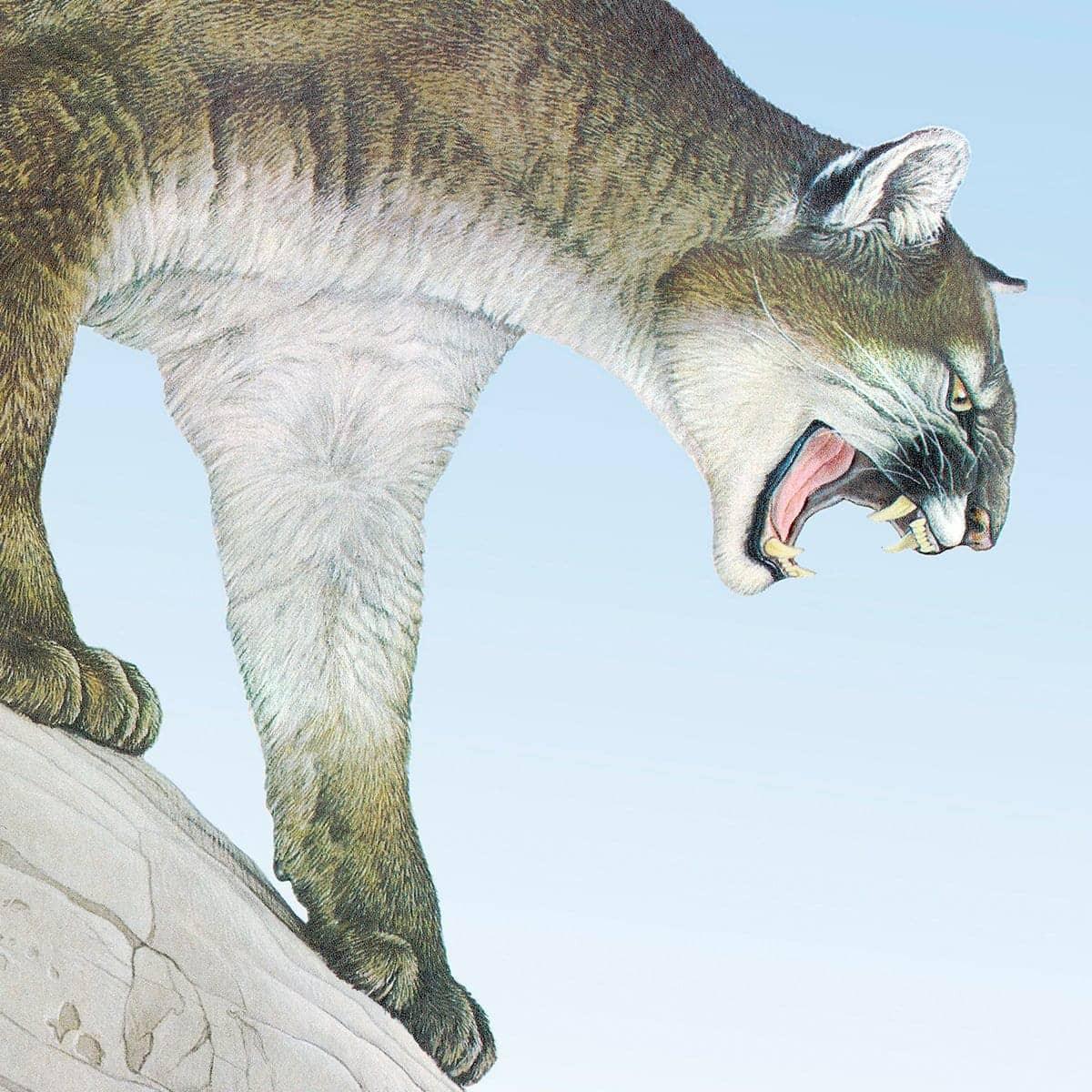 Cougar - Canvas Print | Artwork by Glen Loates
