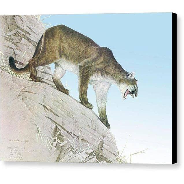 Cougar - Canvas Print | Artwork by Glen Loates