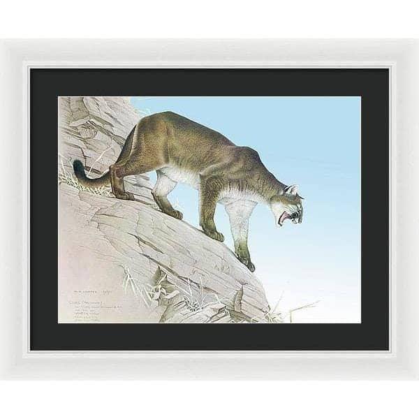 Cougar - Framed Print | Artwork by Glen Loates