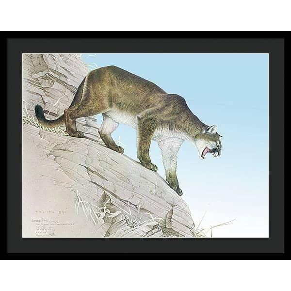 Cougar - Framed Print | Artwork by Glen Loates