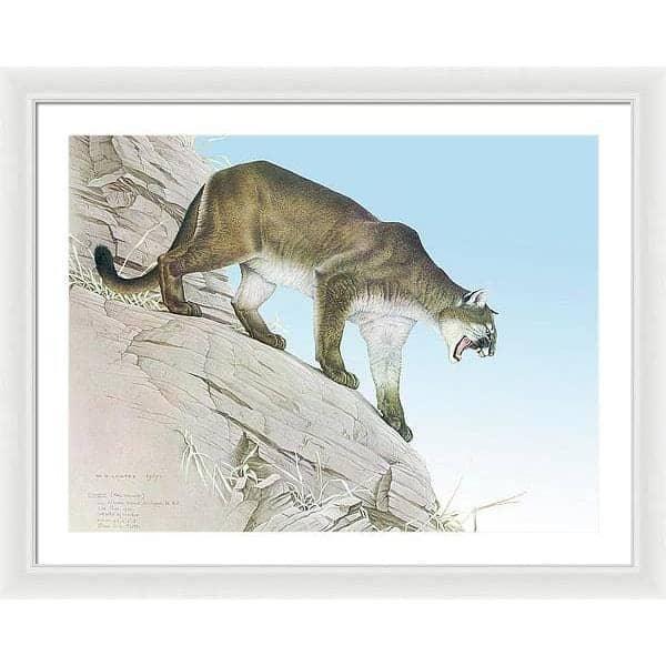 Cougar - Framed Print | Artwork by Glen Loates
