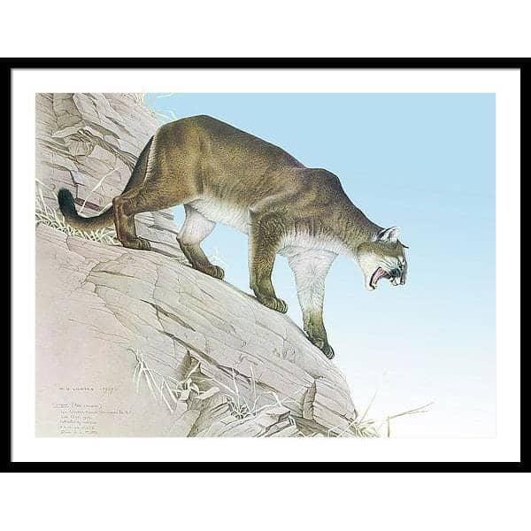 Cougar - Framed Print | Artwork by Glen Loates