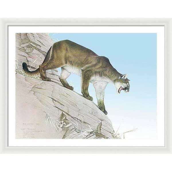 Cougar - Framed Print | Artwork by Glen Loates