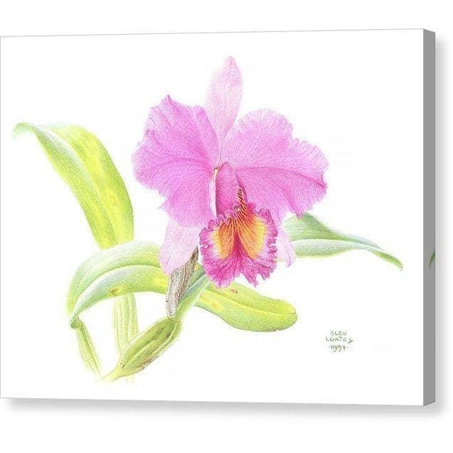 Crimson Cattleya Orchid - Canvas Print | Artwork by Glen Loates