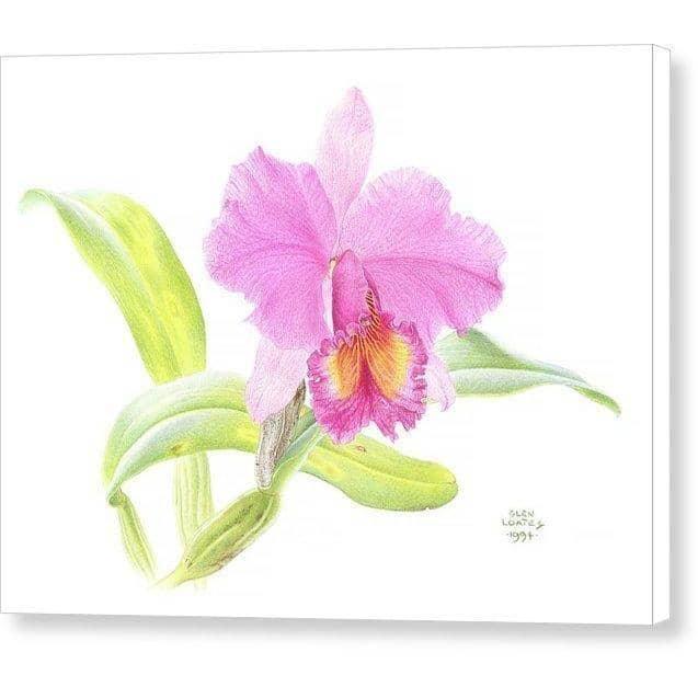Crimson Cattleya Orchid - Canvas Print | Artwork by Glen Loates