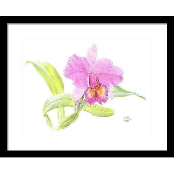 Crimson Cattleya Orchid - Framed Print | Artwork by Glen Loates