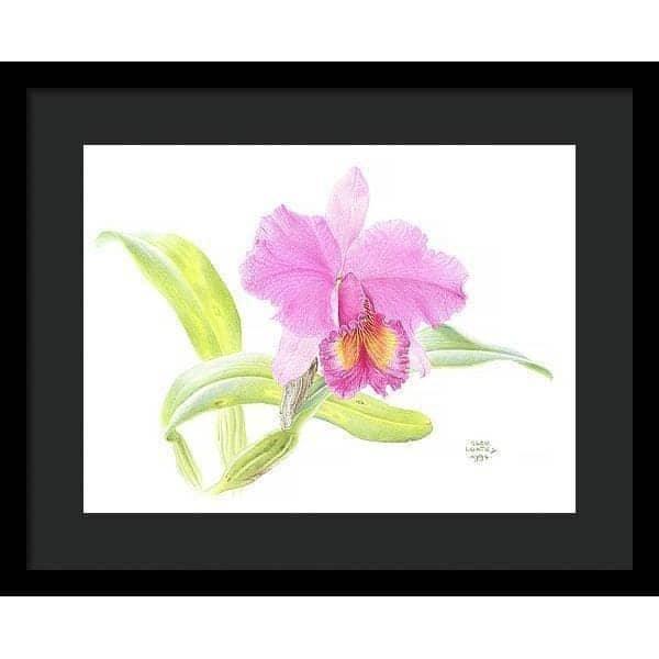 Crimson Cattleya Orchid - Framed Print | Artwork by Glen Loates