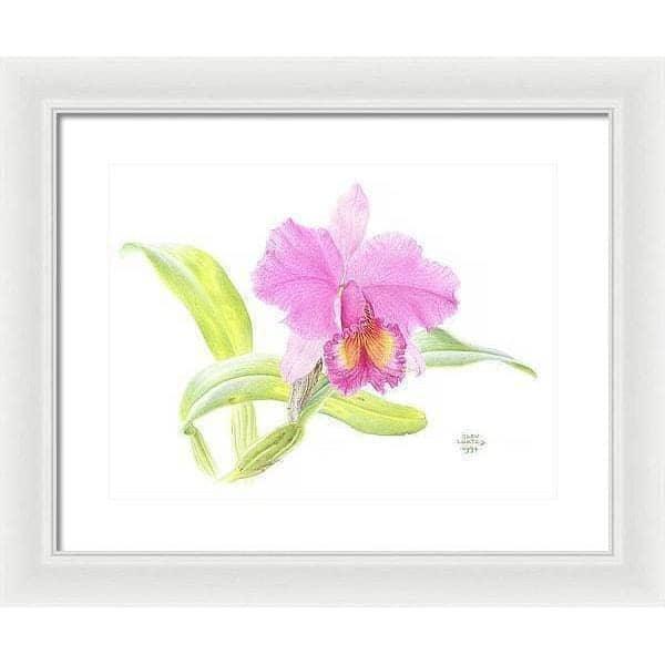 Crimson Cattleya Orchid - Framed Print | Artwork by Glen Loates