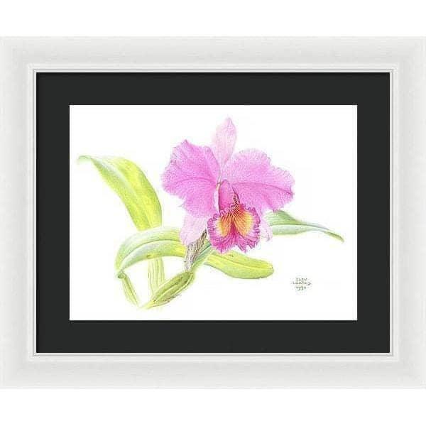Crimson Cattleya Orchid - Framed Print | Artwork by Glen Loates