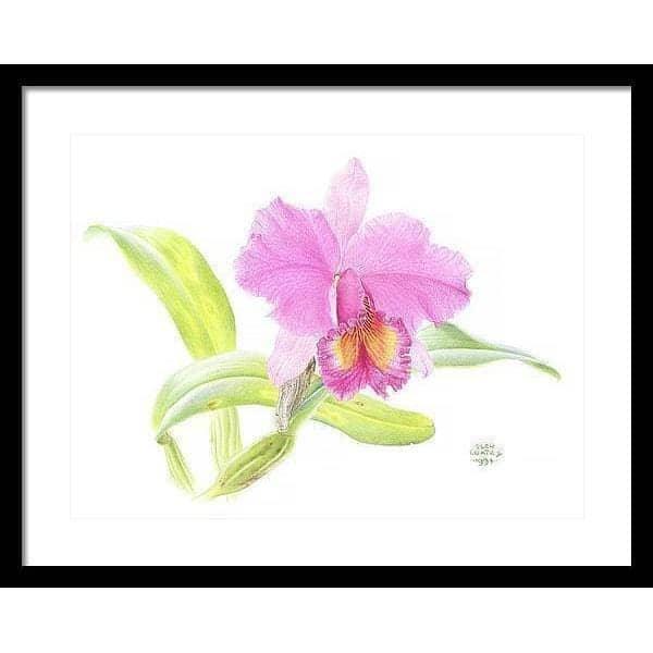 Crimson Cattleya Orchid - Framed Print | Artwork by Glen Loates