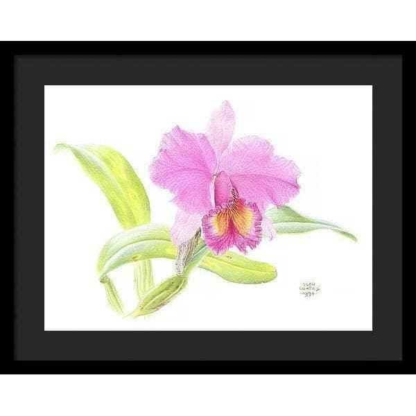 Crimson Cattleya Orchid - Framed Print | Artwork by Glen Loates